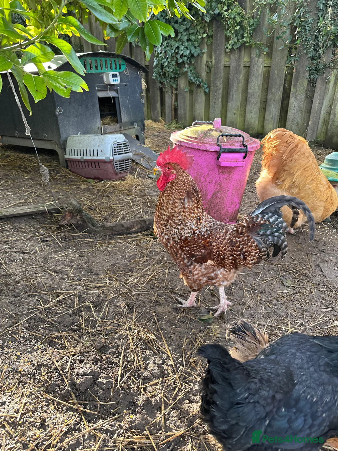 Chickens poultry for sale: Cupcake the Cockerel - Mixed Breed  - Advert 6