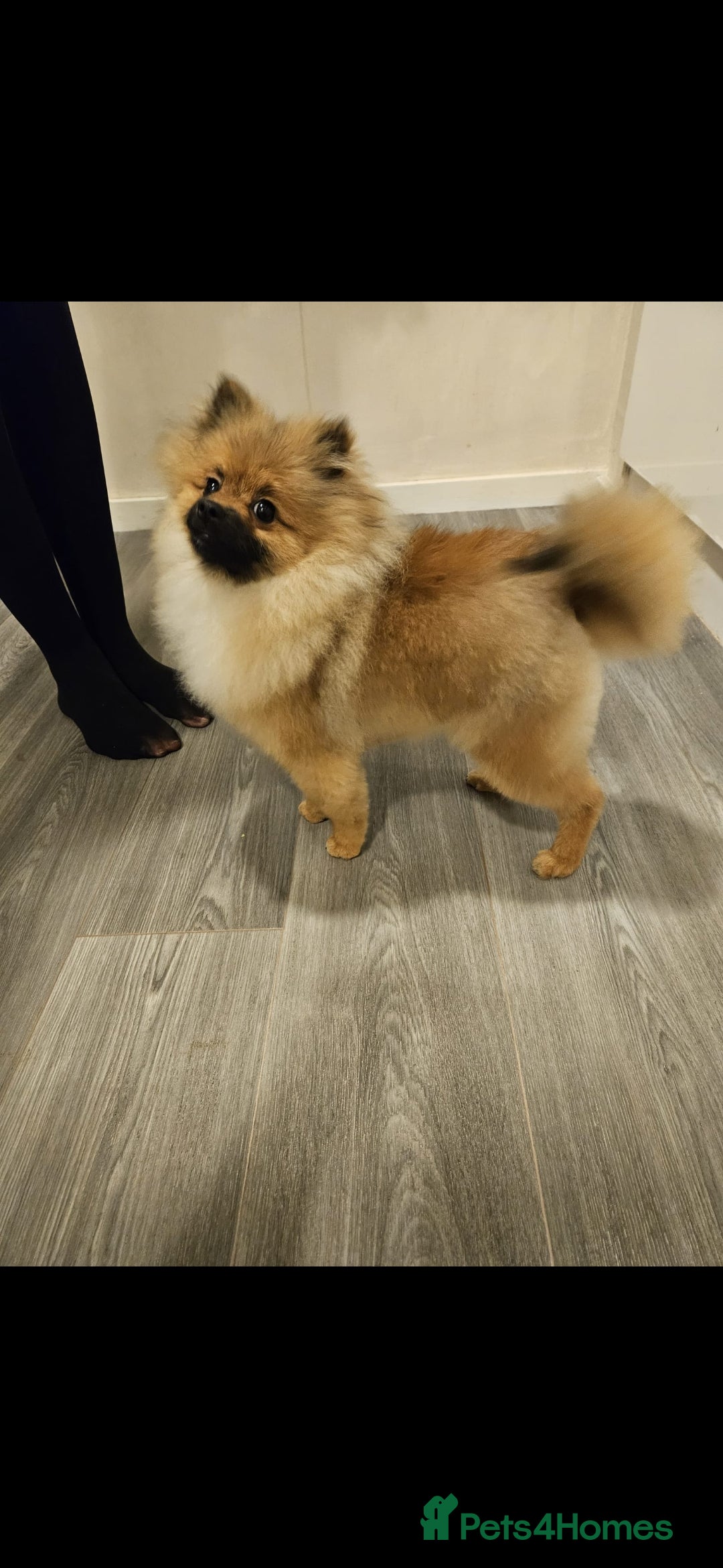 Pomeranian dogs for sale: 2 year old Pomeranian (Bambi) - Advert 2