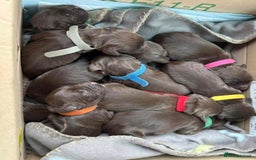 Sprocker dogs for sale: Sprocker pups  - Image 12