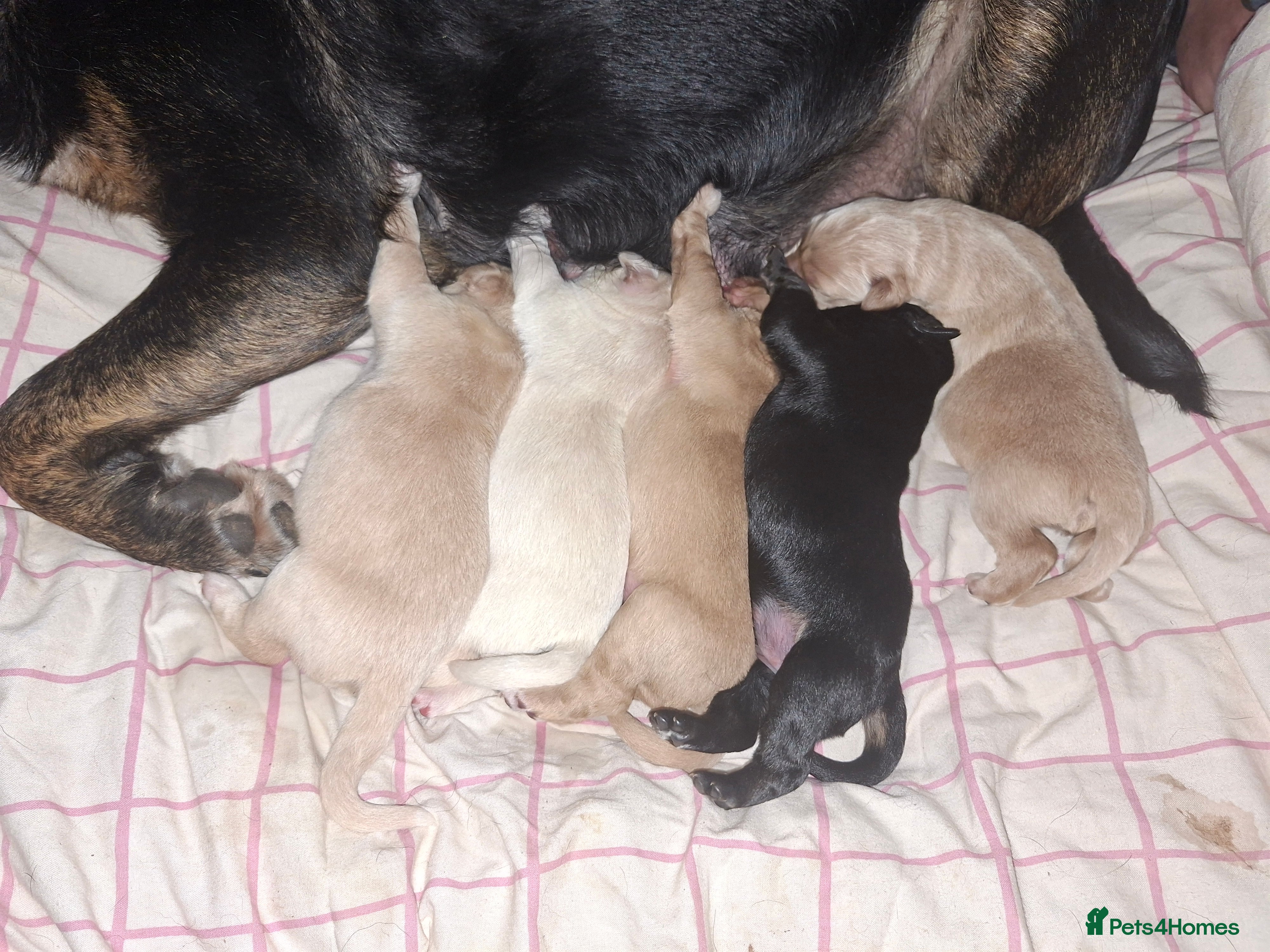 Mixed Breed dogs Gorgeous f1 border retreiver pups - Advert 1