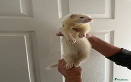 Ferret rodents for sale: Gorgeous baby ferret hob - Image 1