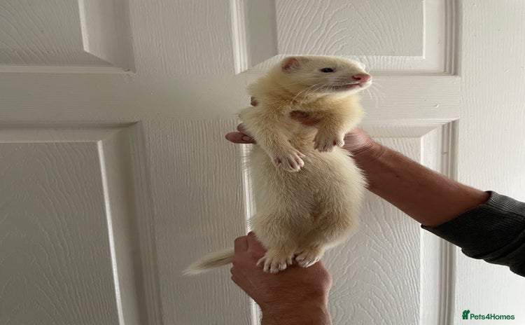 Ferret rodents - Advert 11