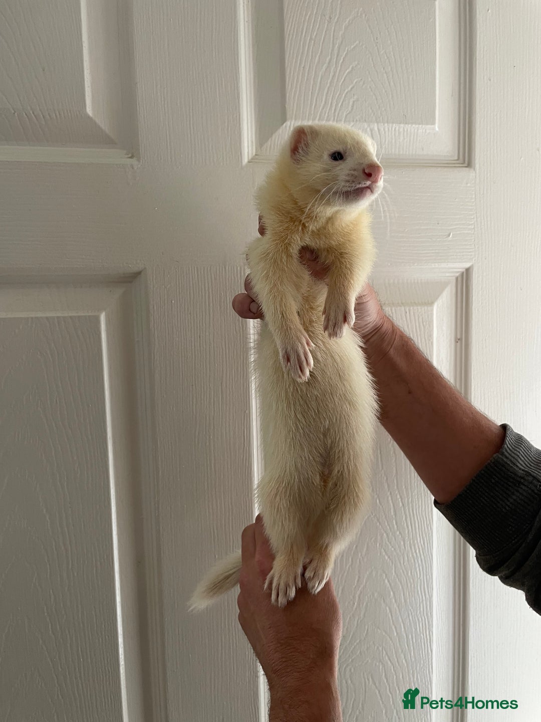 Ferret rodents for sale: Gorgeous baby ferret hob - Image 1