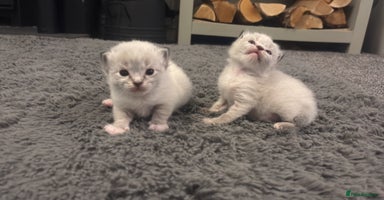 Ragdoll cats - Advert 1