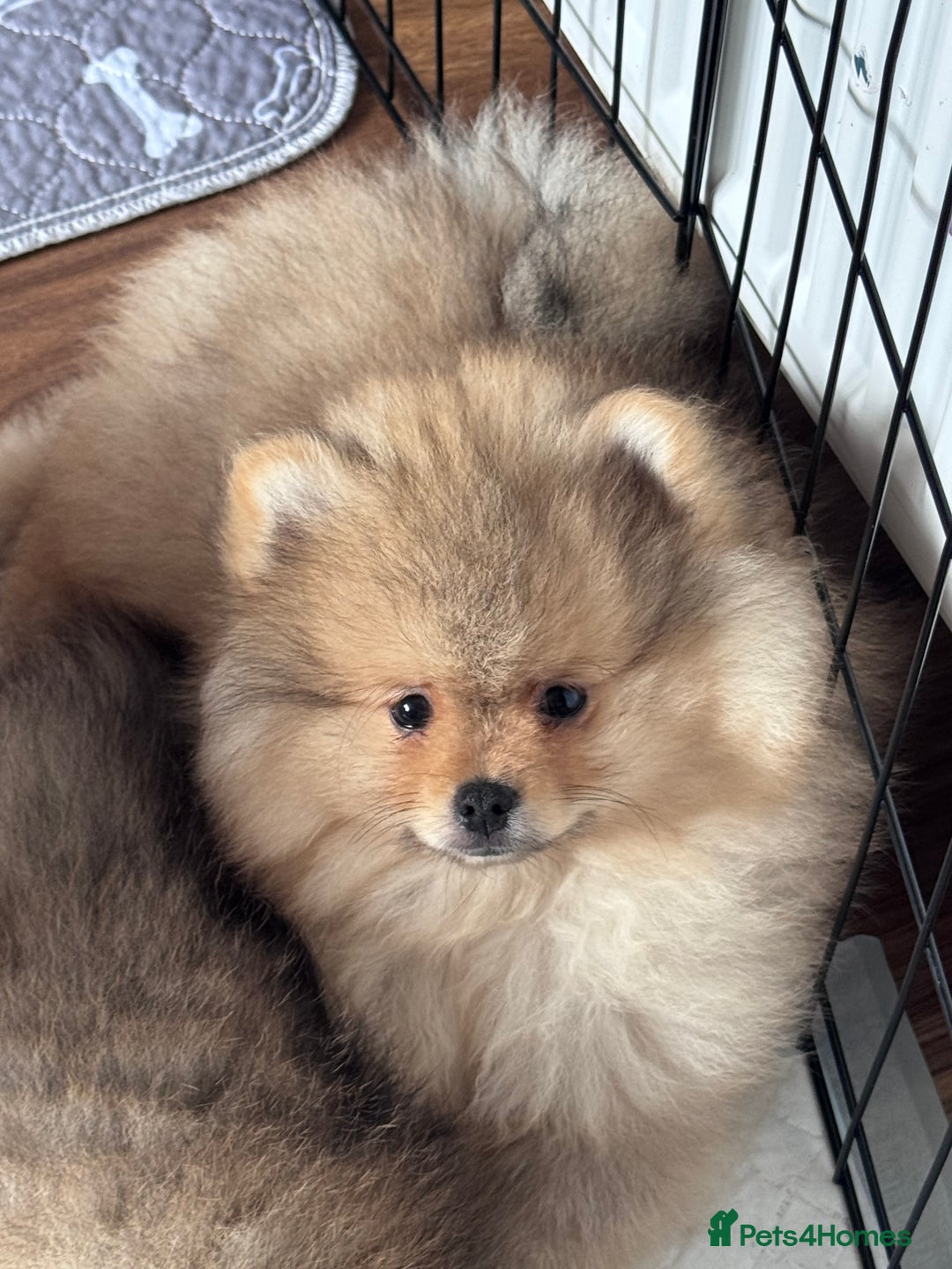 Pomeranian dogs for sale: 🏆 KC HEALTH TESTED POMERANIAN PUPPIES 🏆  - Image 27