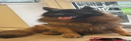 German Shepherd dogs for sale: Full pedigree German shepherd longhair  - Advert 16
