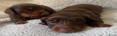 Miniature Dachshund 2