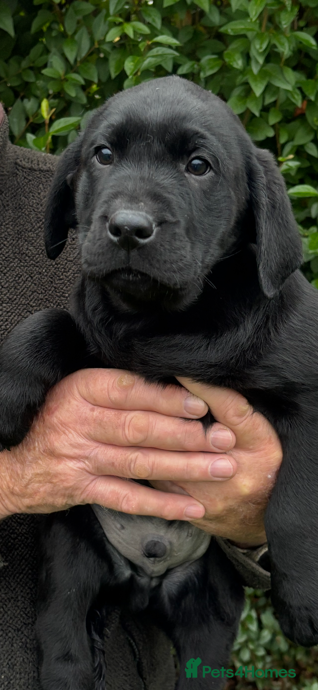 Labrador Retriever dogs for sale: Beautiful litter of Black Labrador Retriever Pups  - Advert 1