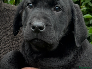 Labrador Retriever dogs Beautiful litter of Black Labrador Retriever Pups - Advert 10
