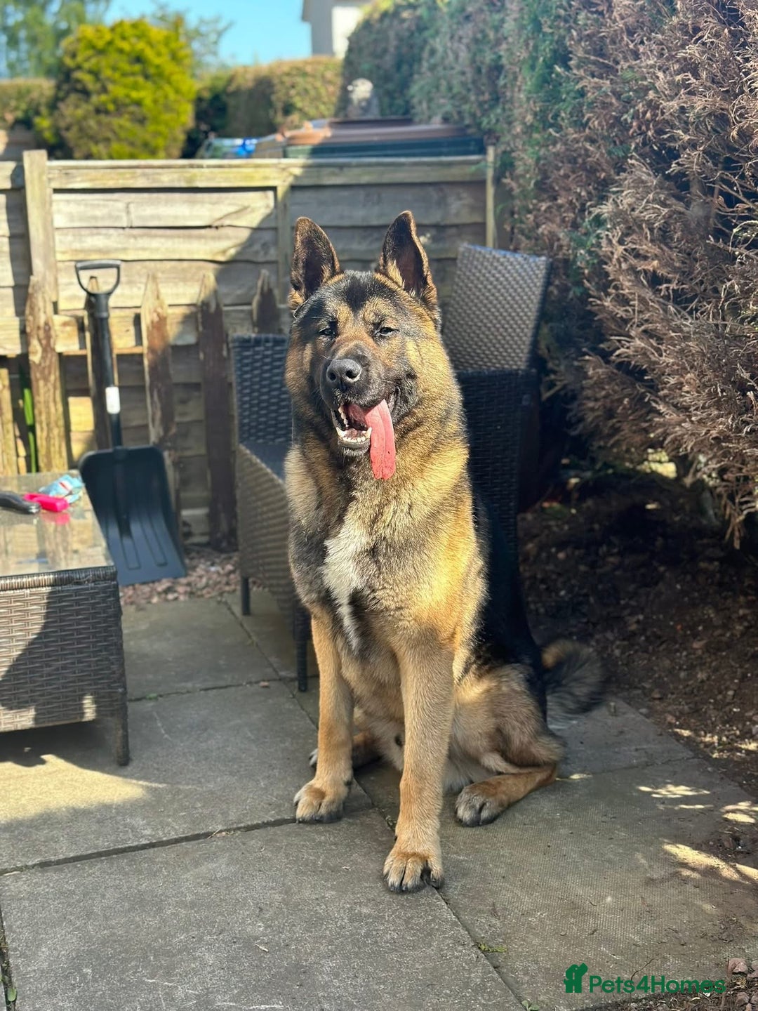Mixed Breed dogs for sale: german shepherd mix akita - Advert 2