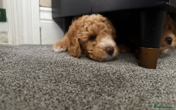 Poochon dogs for sale: 🐾 Adorable Mini Poochon Puppy – Milo 🐾 - Image 13