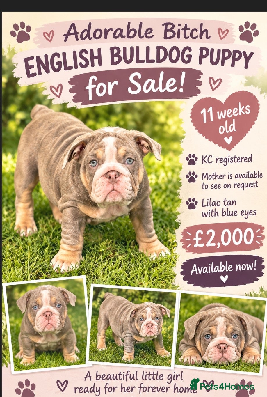 English Bulldog dogs Winnie’s amazing litter of 6 beautiful babies - Advert 2