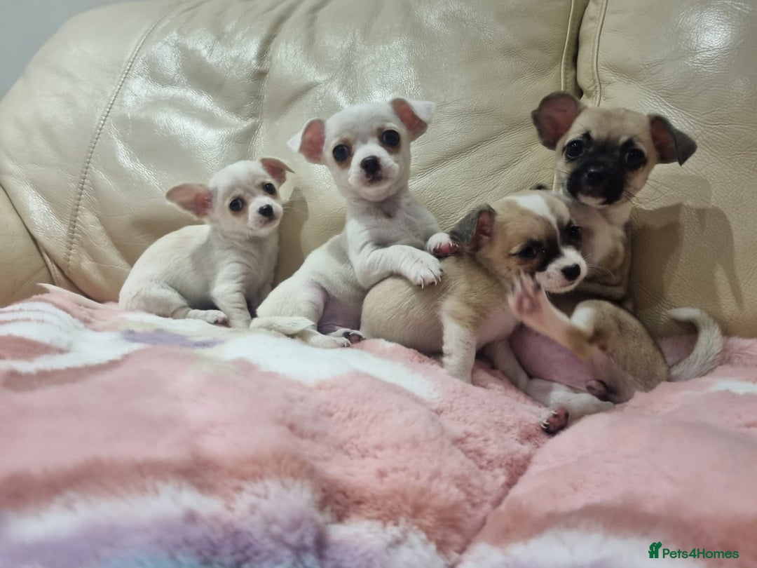 Chihuahua dogs for sale: Chihuahua puppies for sale  - Image 10