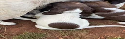 English Springer Spaniel dogs for sale: Willows pups. One girl remaining  - Advert 5