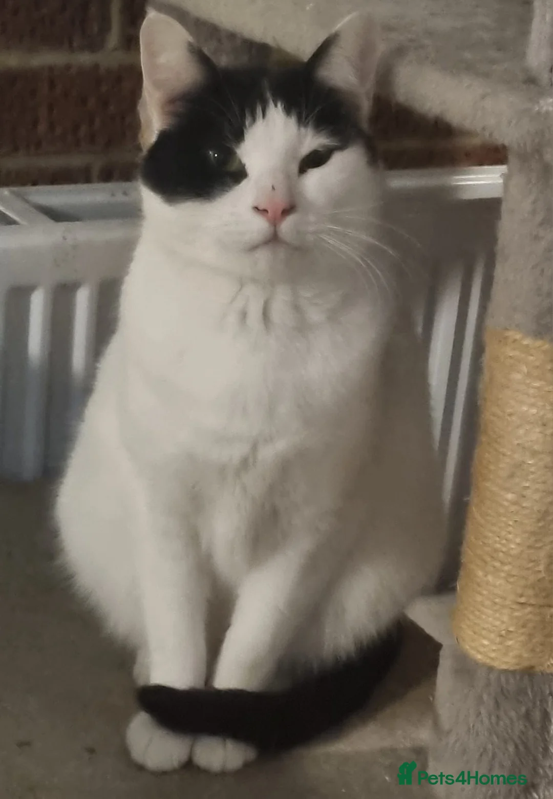 Mixed Breed cats for sale: Gorgeous Rescue Girl Mila - Advert 3