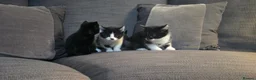 Mixed Breed cats for sale: Gorgeous kittens for sale 2 females 1 male   in Chippenham - Advert 3