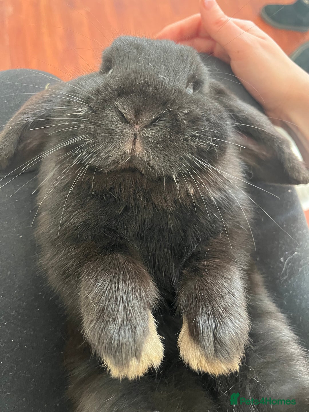 French Lop rabbits for sale: Bunny - Advert 13