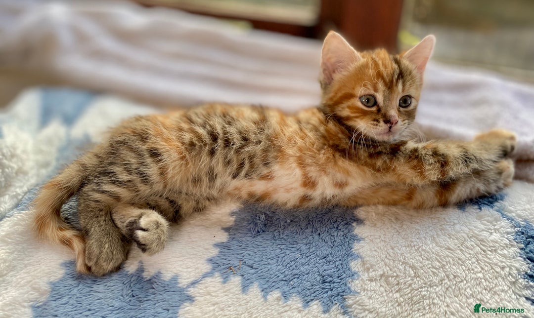 Mixed Breed cats for sale: Gorgeous Ginger And Tortoiseshell Female Kittens - Advert 4