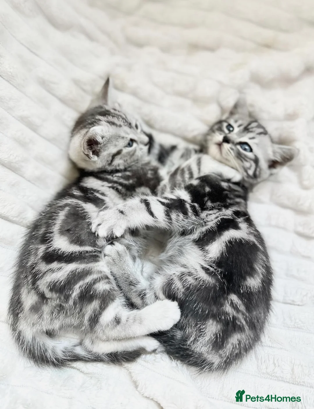 Russian Blue cats for sale: Russian blue X British shorthair Kitten 💙 - Advert 1