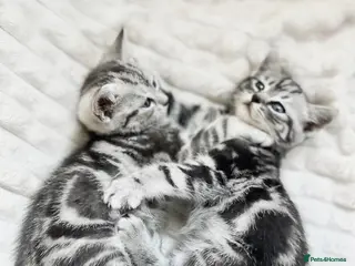 Russian Blue cats Russian blue X British shorthair Kitten 💙 - Advert 1