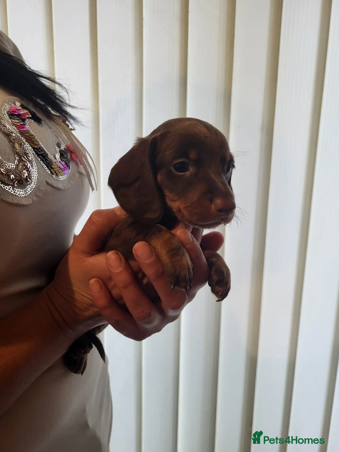 Miniature Dachshund dogs for sale: 5 miniature dachshund puppies in Norwich - Advert 7