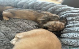 Miniature Dachshund dogs for sale: English Cream KC Reg PRA Clear Mini Dachshund  - Advert 30