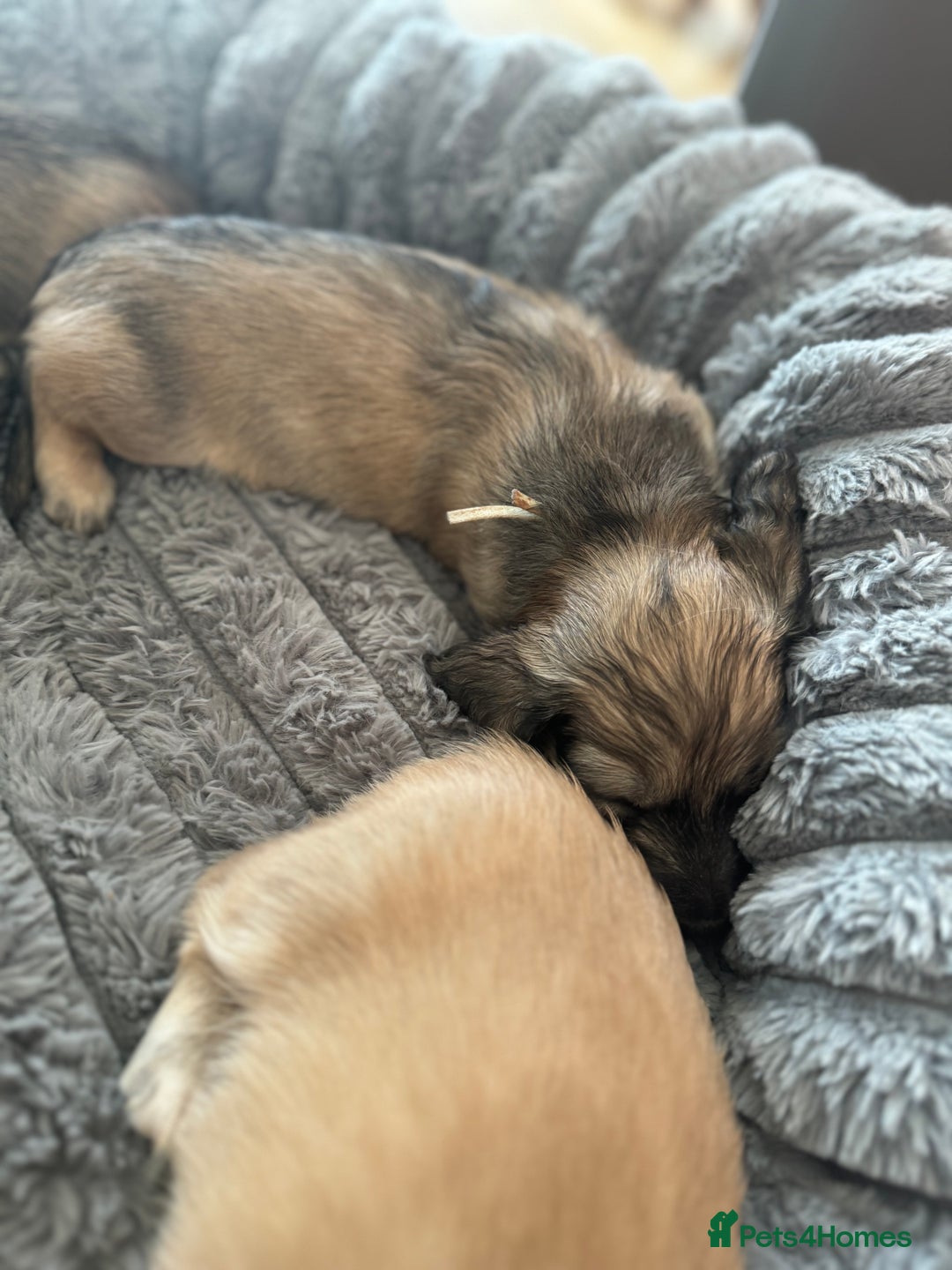 Miniature Dachshund dogs for sale: English Cream KC Reg PRA Clear Mini Dachshund  - Advert 30