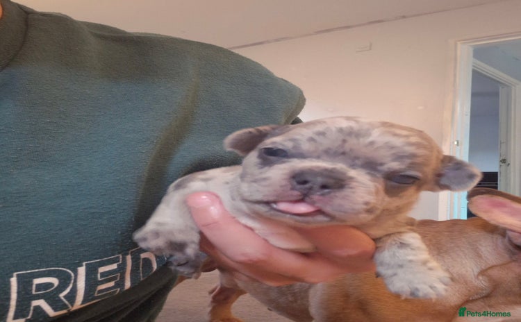 French Bulldog dogs - Advert 2