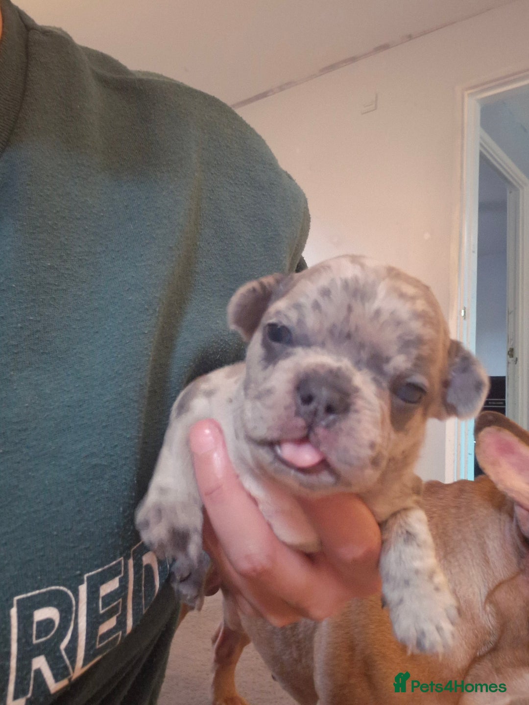 French Bulldog dogs for sale: Frenchie puppies looking for their forever home - Image 1