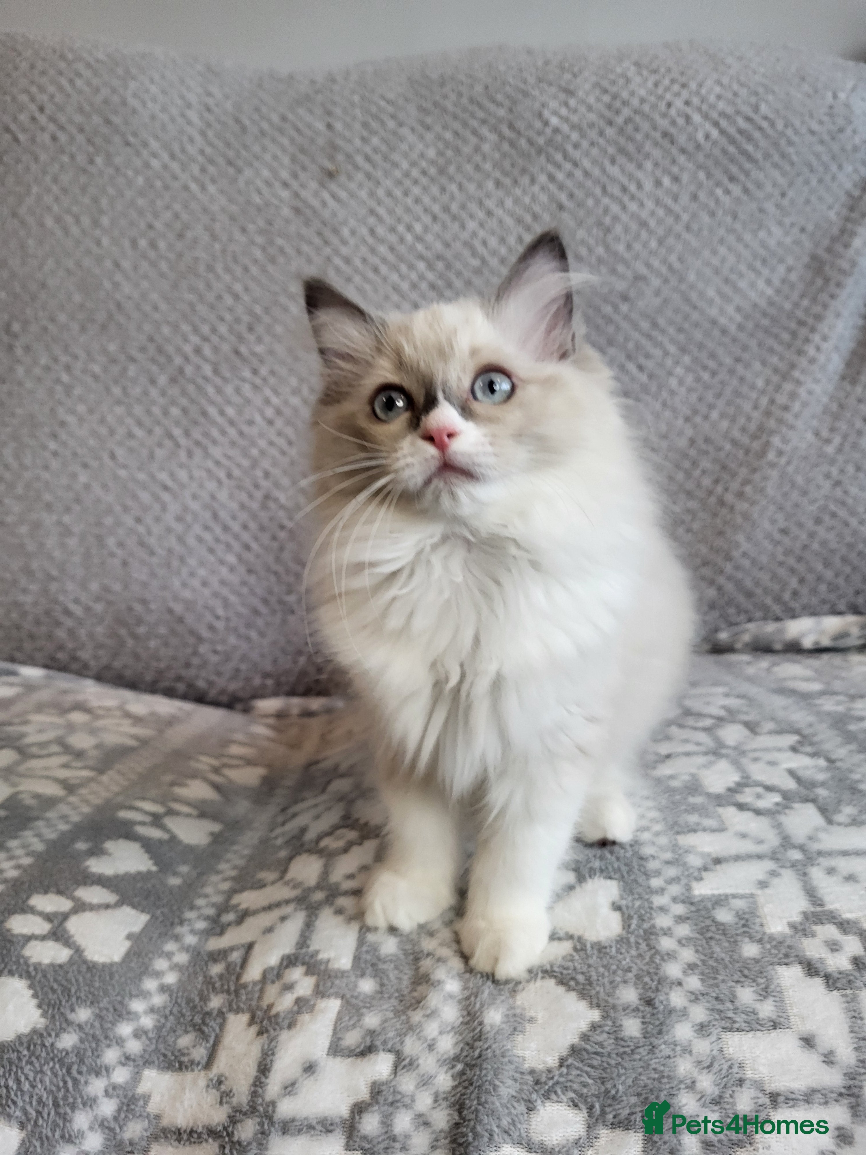 Ragdoll cats GCCF registered Ragdoll Kittens  - Advert 2