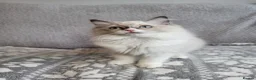 Ragdoll cats for sale: GCCF registered Ragdoll Kittens  - Advert 2