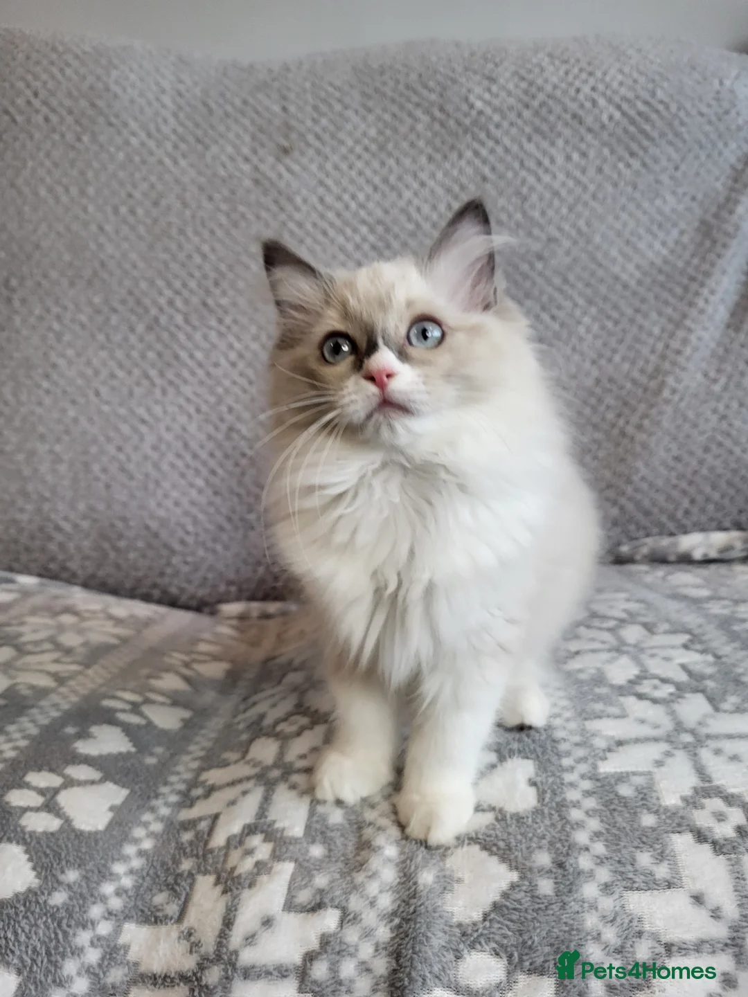 Ragdoll cats for sale: GCCF registered Ragdoll Kittens  - Advert 2