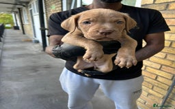 Mastiff dogs for sale: Mastiff X Pups - Advert 12