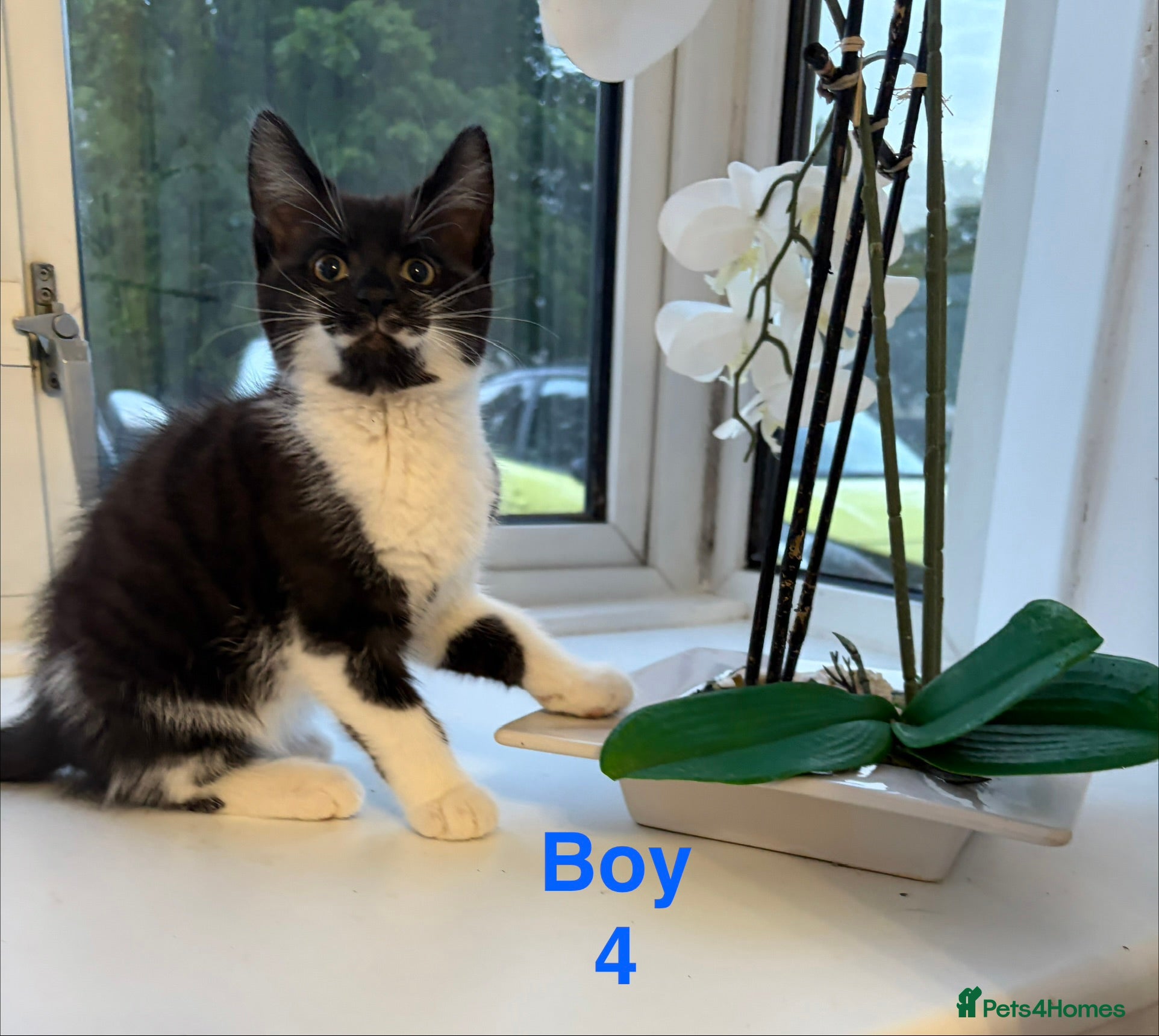 Mixed Breed cats Adorable kittens looking for a home - Advert 1