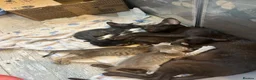 Oriental cats for sale: Gorgeous Oriental Kittens ready now - Advert 21