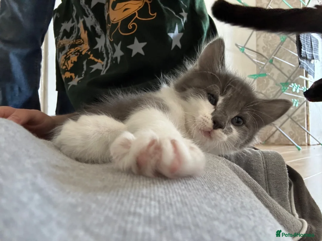 Mixed Breed cats for sale: Cute boy ready for forever home  - Advert 2