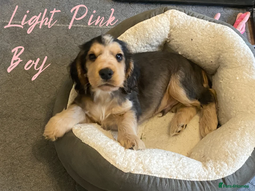 Cocker Spaniel dogs for sale: Stunning Litter of Show Cocker Spaniels  - Advert 24