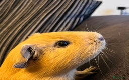 Guinea Pig rodents for sale: Three female guinea pigs  - Image 5