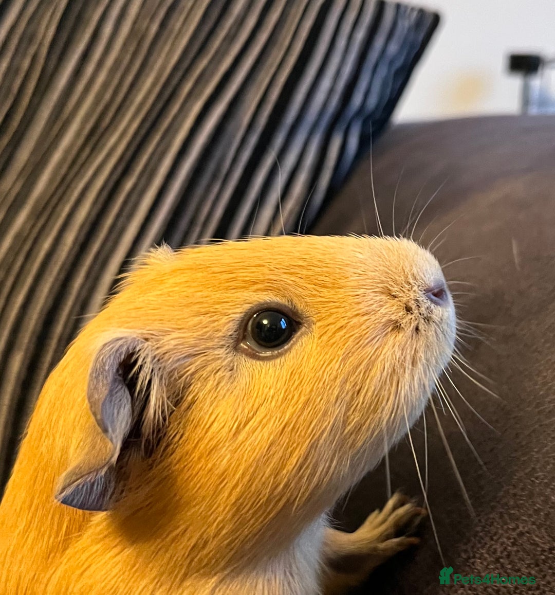 Guinea Pig rodents for sale: Three female guinea pigs  - Image 5