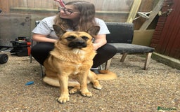 Mixed Breed dogs for sale: American Akita x German Sheperd Pups ready to go - Image 7