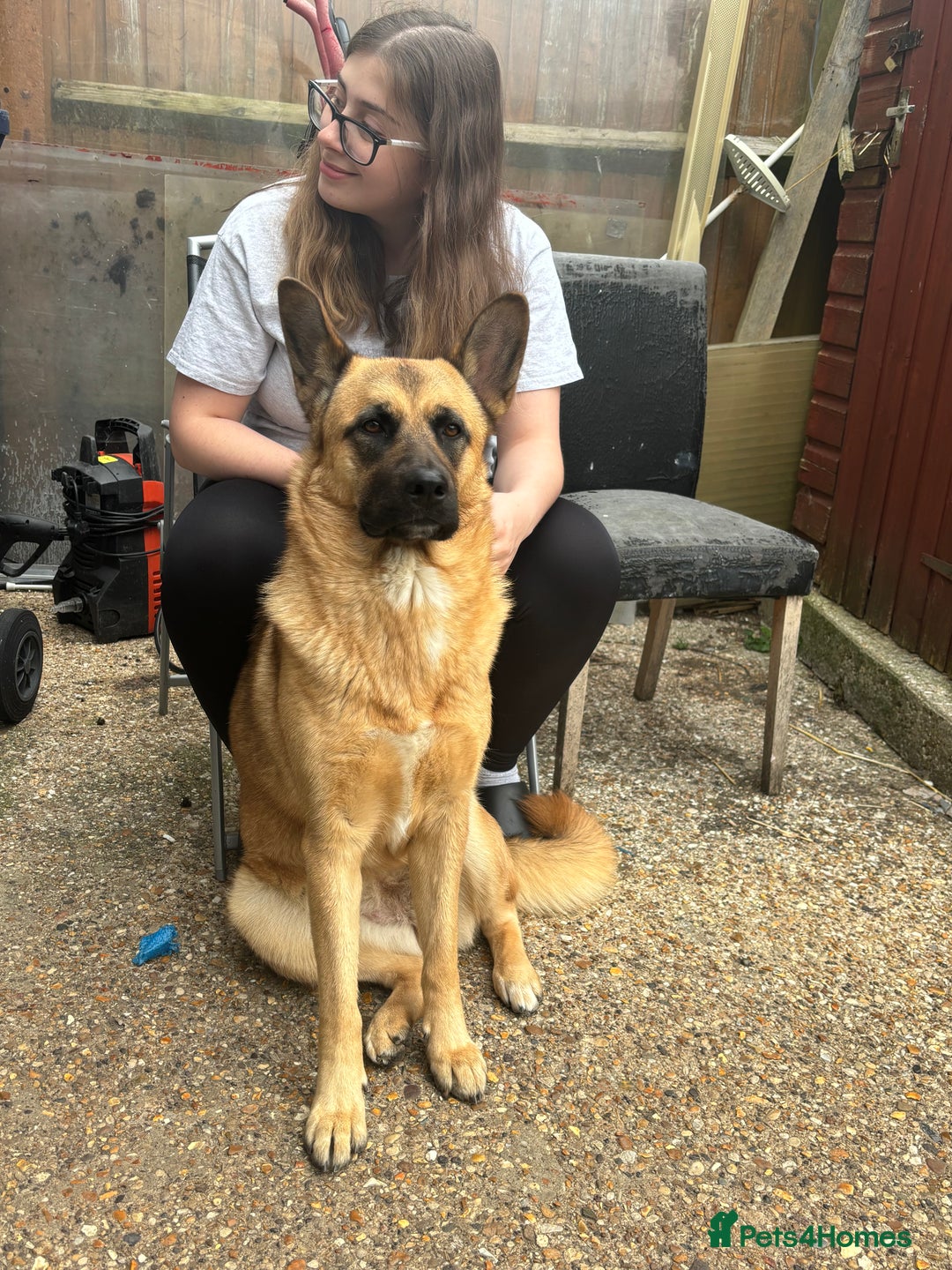 Mixed Breed dogs for sale: American Akita x German Sheperd Pups ready to go - Image 7