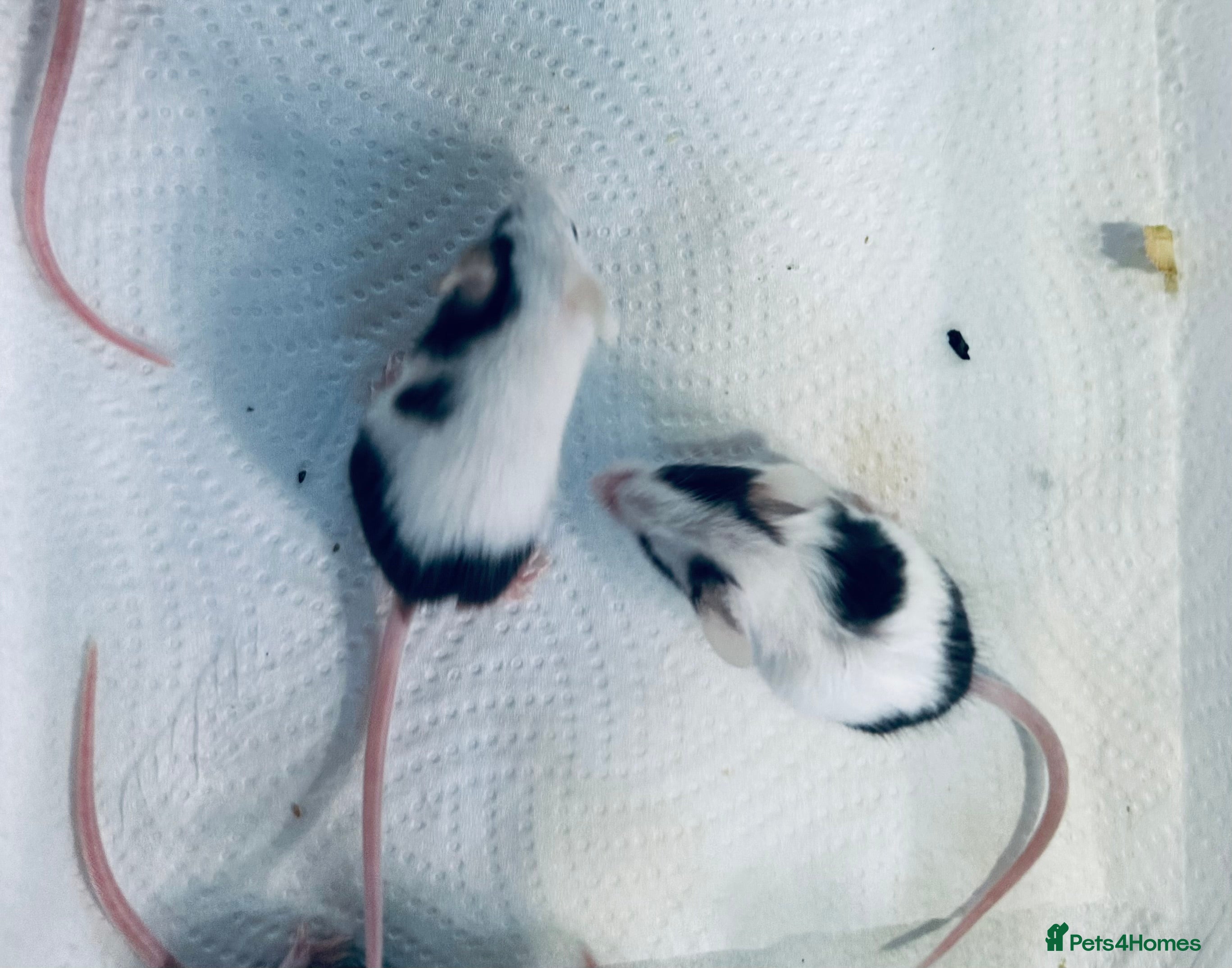 Mouse rodents Baby Male Fancy Mice  - Advert 18