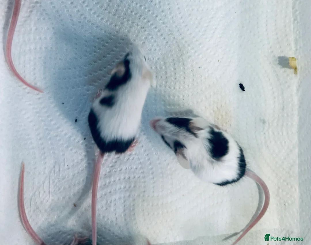Mouse rodents for sale: Baby Male Fancy Mice  - Advert 1