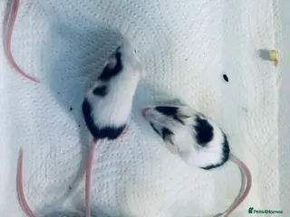 Mouse rodents Baby Male Fancy Mice - Advert 4