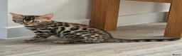Bengal cats for sale: Beautiful Bengal Kitten - Advert 2