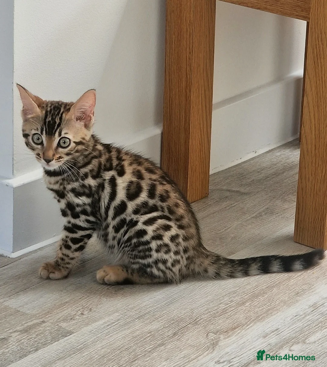 Bengal cats for sale: Beautiful Bengal Kitten - Advert 2