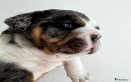 English Bulldog dogs for sale: Beautiful English bulldog puppies  - Advert 4