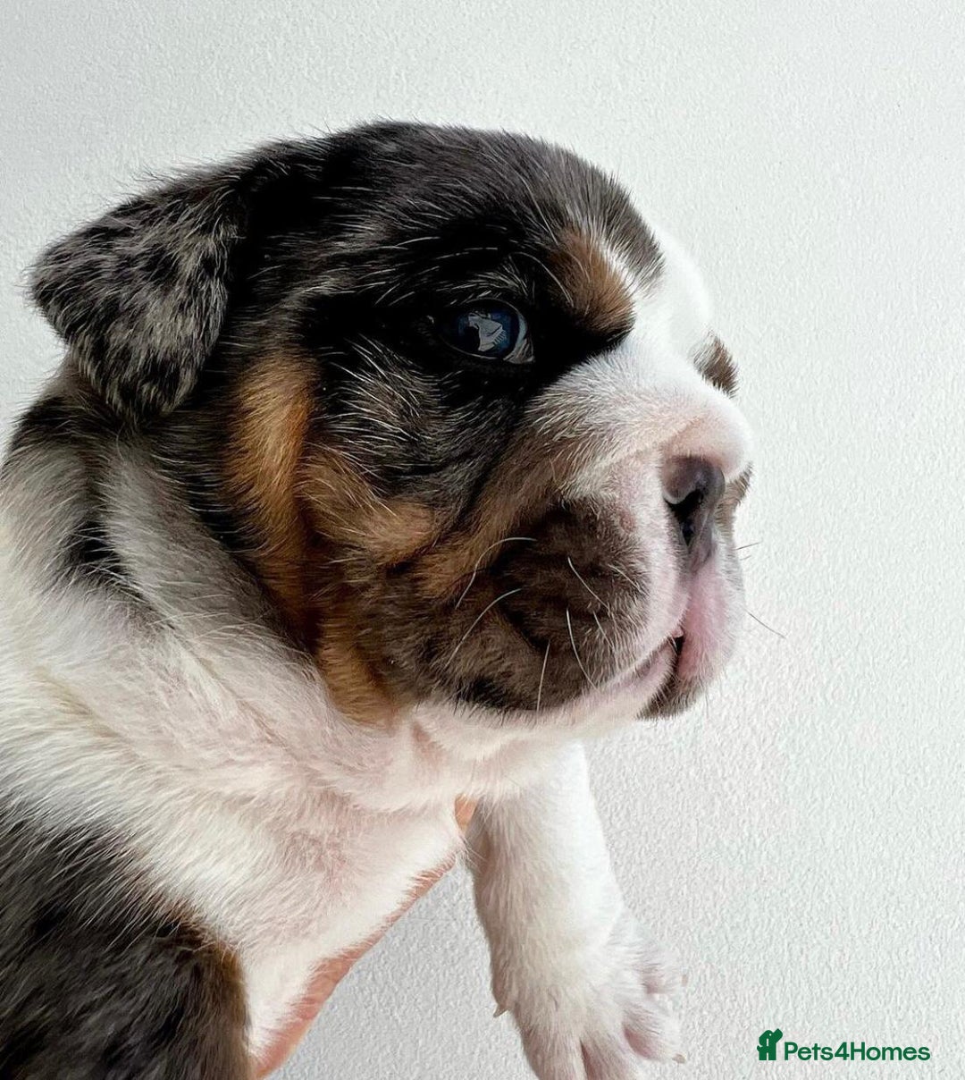 English Bulldog dogs for sale: Beautiful English bulldog puppies  - Advert 4