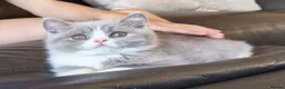 British Shorthair cats for sale: Gorgeous loving purr machines  - Advert 23
