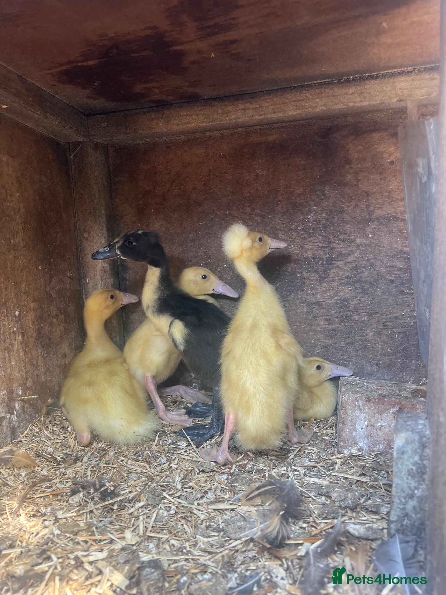 Ducks poultry 5 Indian runner ducking for sale   - Advert 1